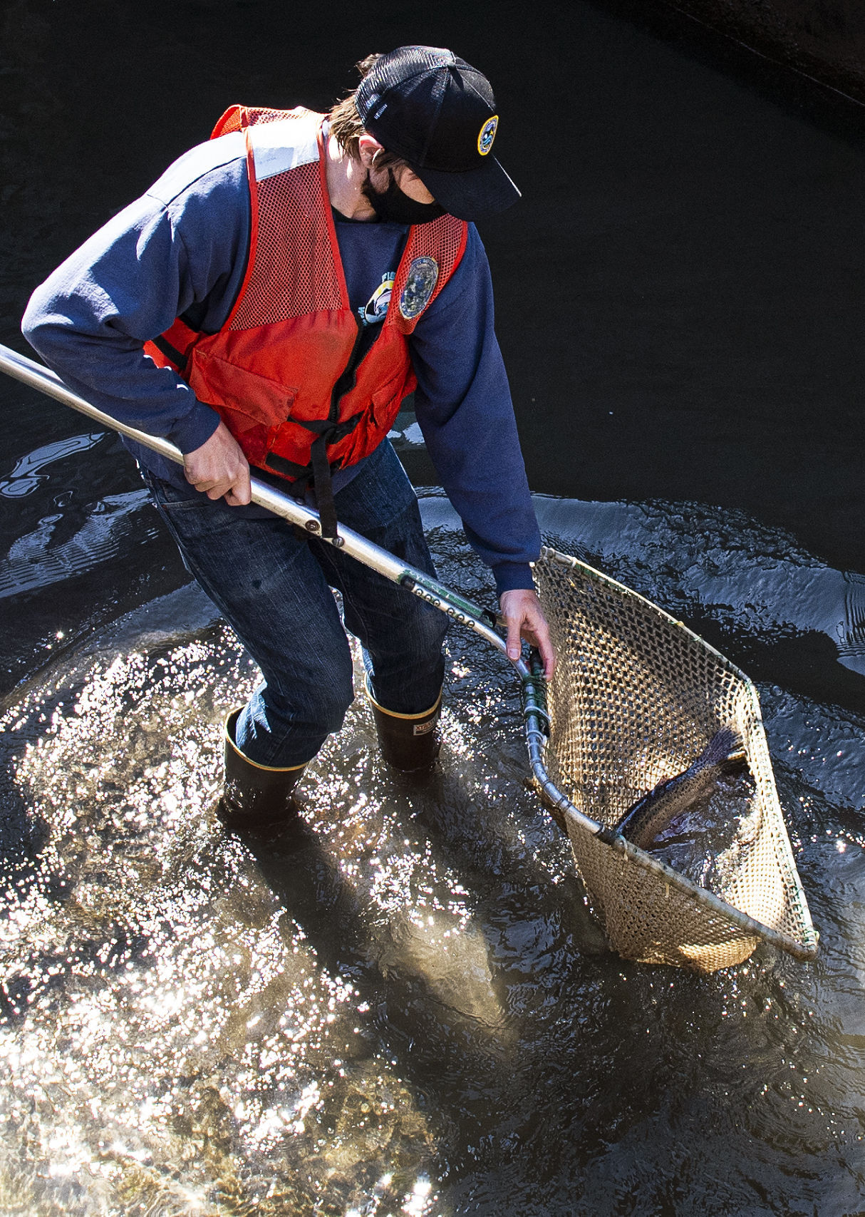Netting salmon